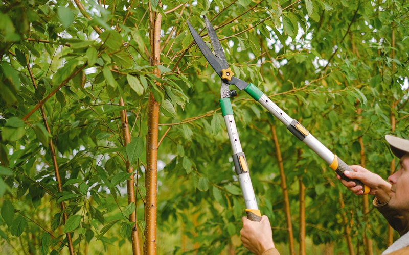 Tree trimming in Mondamin, IA
